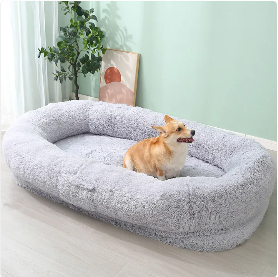 Corgi!